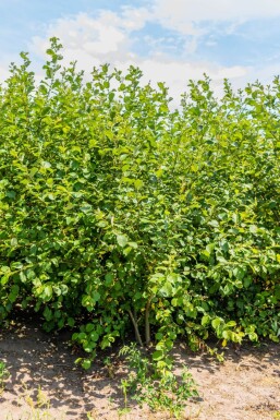 Salix caprea mehrstämmig 200-250