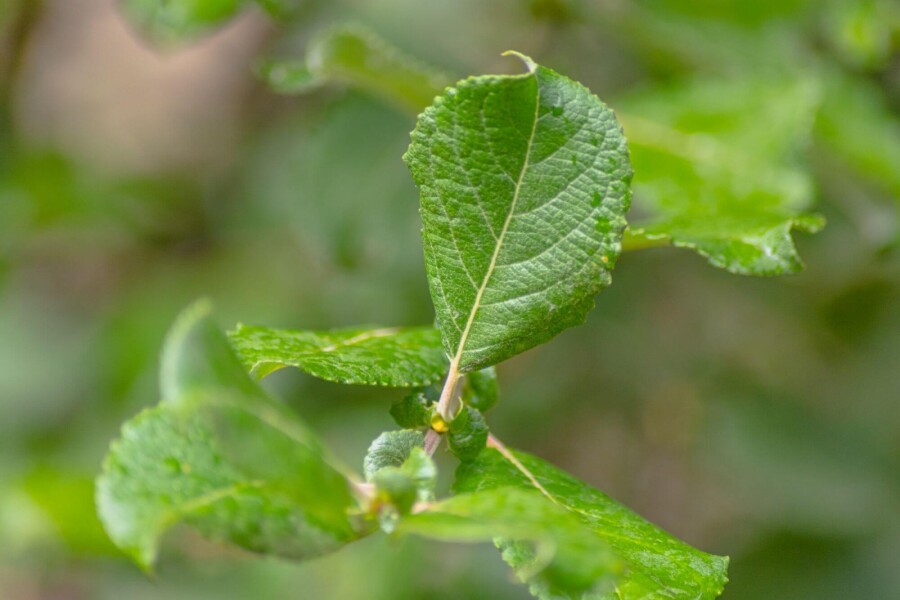Salix caprea ME 200-250 P/K Salix caprea Mehrstämmig 200-250