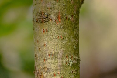 Salix caprea mehrstämmig 200-250