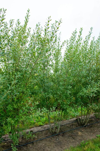 Salix cinerea Salix cinerea