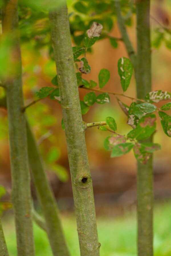 Salix cinerea Salix cinerea