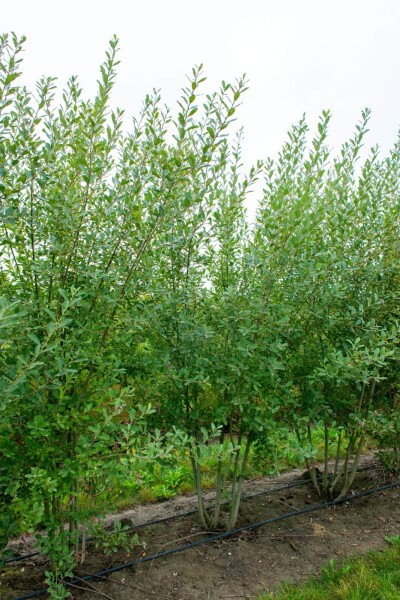 Salix cinerea mehrstämmig