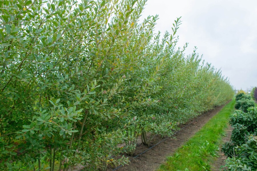 Salix cinerea ME 200-250 P/K Salix cinerea Mehrstämmig 200-250