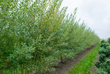 Salix cinerea mehrstämmig 200-250