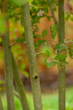 Salix cinerea mehrstämmig 200-250