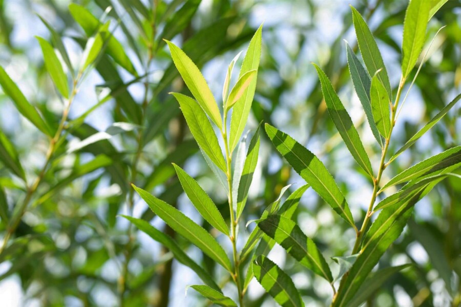Salix fragilis Salix fragilis