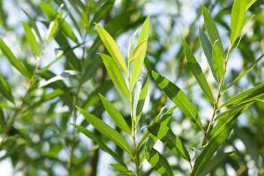 Salix fragilis Salix fragilis
