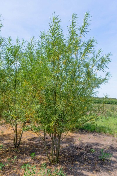 Salix fragilis Salix fragilis