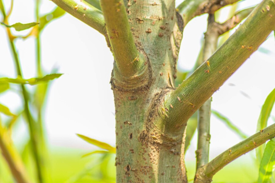Salix fragilis Salix fragilis