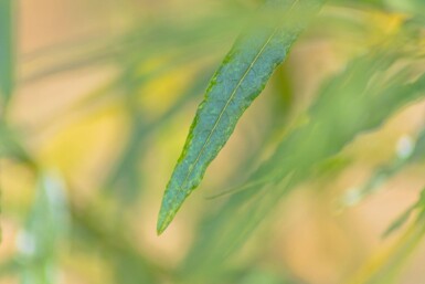 Salix fragilis HO 14/16 P/K Salix fragilis Hochstamm 14/16