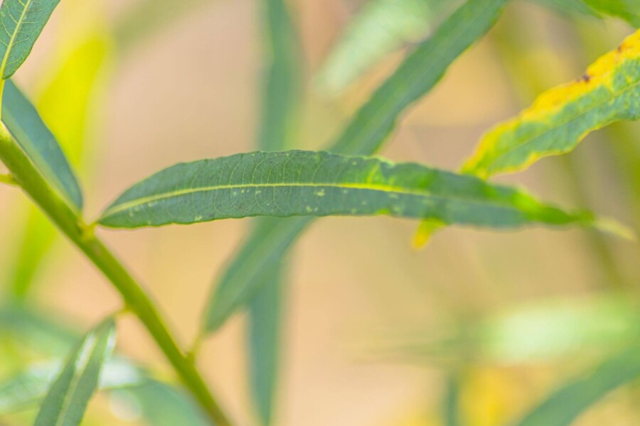 Salix fragilis HO 14/16 P/K Salix fragilis Hochstamm 14/16