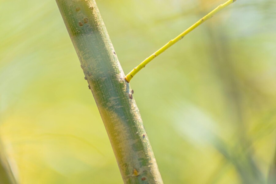 Salix fragilis HO 14/16 P/K Salix fragilis Hochstamm 14/16