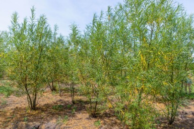 Salix fragilis ME 200-250 P/K Salix fragilis Mehrstämmig 200-250