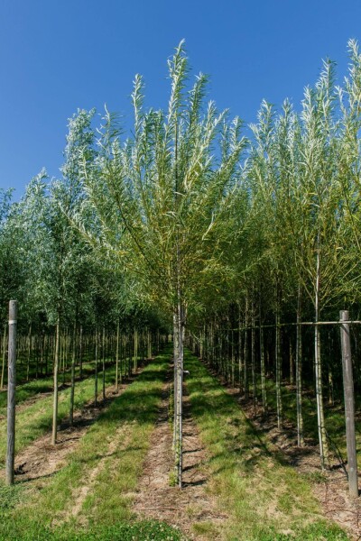 Salix viminalis Salix viminalis