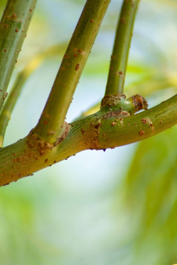 Salix viminalis Salix viminalis