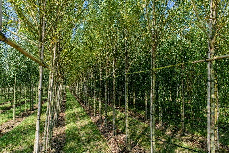 Salix viminalis HO 14/16 P/K Salix viminalis Hochstamm 14/16