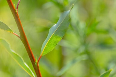 Salix viminalis hochstamm 14/16