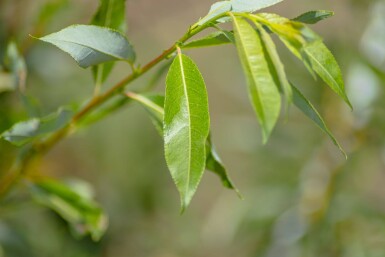 Salix viminalis hochstamm 14/16