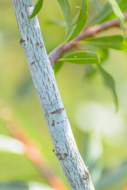 Salix viminalis hochstamm 14/16