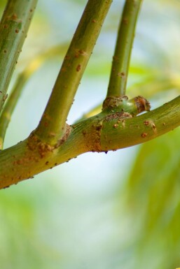 Salix viminalis hochstamm 14/16