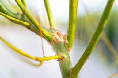 Salix viminalis mehrstämmig 200-250