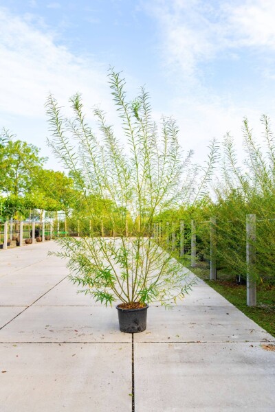 Salix viminalis mehrstämmig