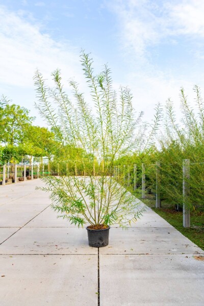 Salix viminalis Mehrstämmig Salix viminalis Mehrstämmig