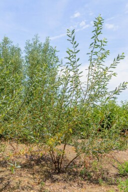 Salix viminalis mehrstämmig 200-250