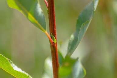 Salix viminalis mehrstämmig 200-250