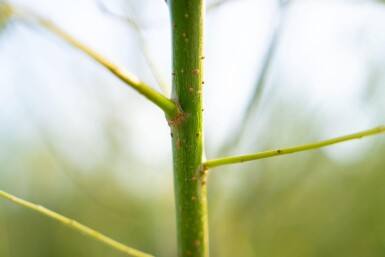 Salix viminalis mehrstämmig 200-250