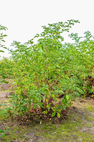 Sambucus nigra Sambucus nigra
