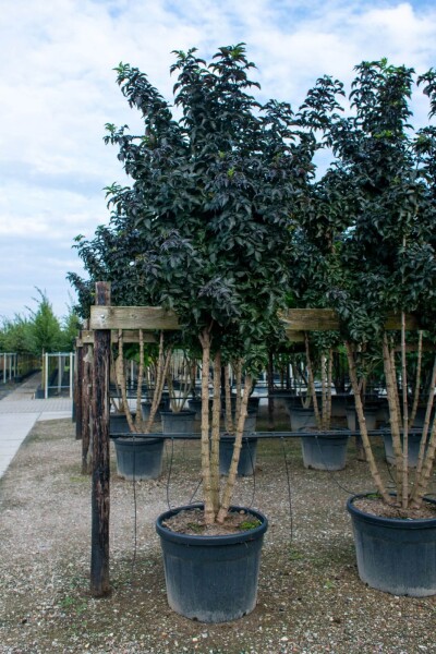 Sambucus nigra meerstammig Sambucus nigra meerstammig