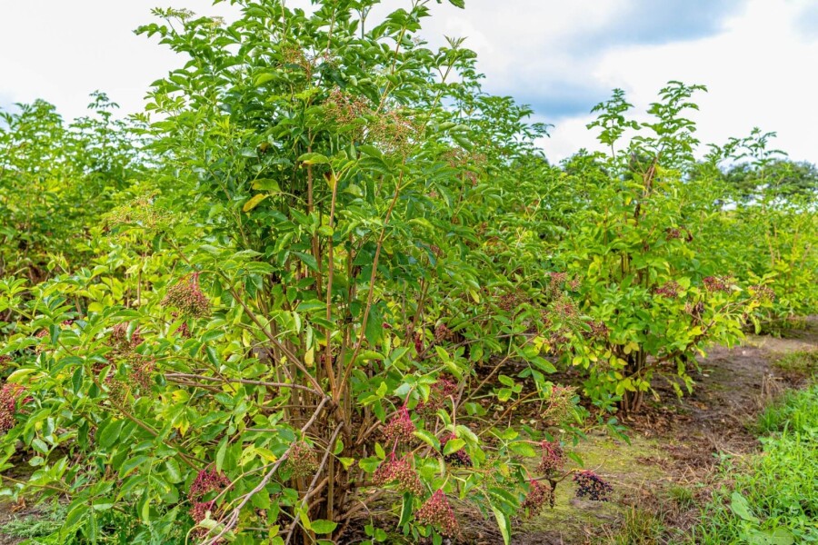 Sambucus nigra ME 200-250 P/K Sambucus nigra Mehrstämmig 200-250