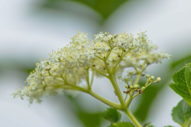 Sambucus nigra mehrstämmig 200-250