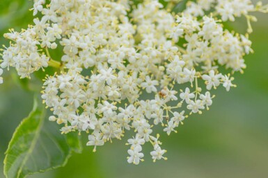 Sambucus nigra mehrstämmig 200-250