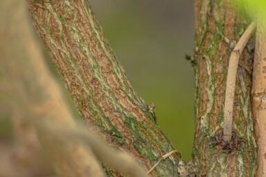 Sambucus nigra mehrstämmig 200-250