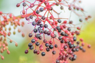 Sambucus nigra mehrstämmig 200-250