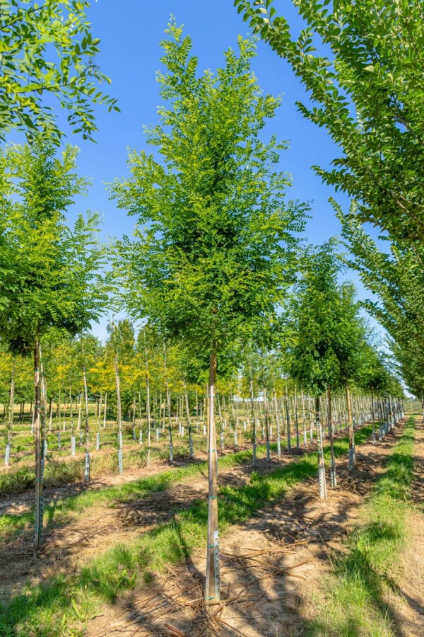 Styphnolobium japonicum Styphnolobium japonicum
