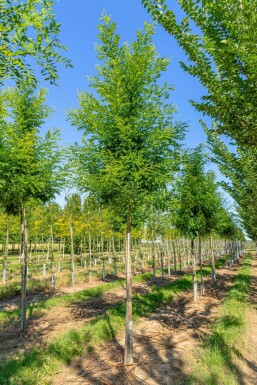 Styphnolobium japonicum Styphnolobium japonicum