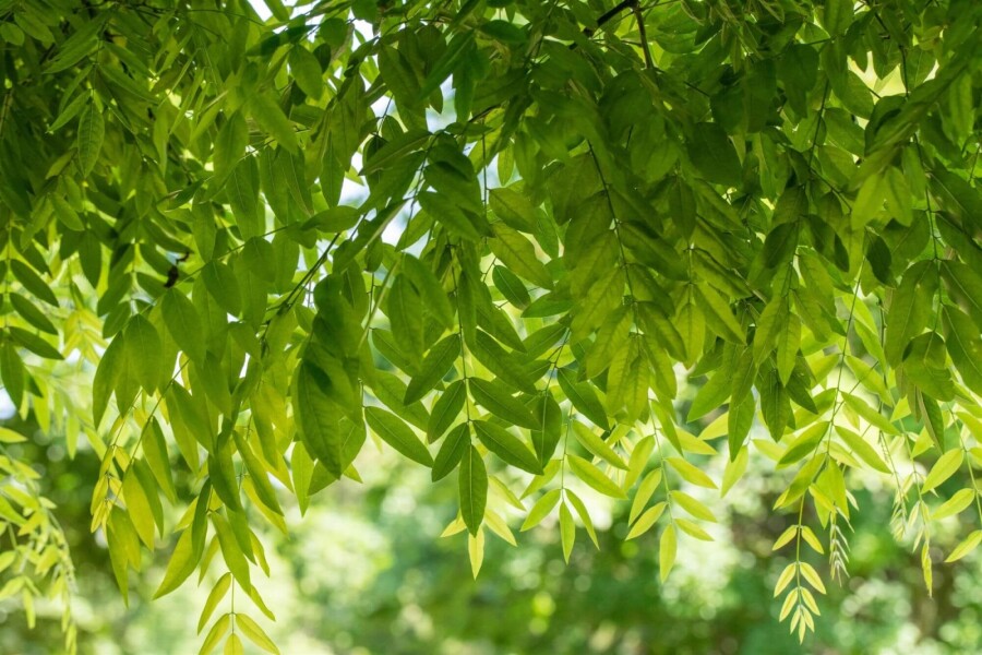 Styphnolobium japonicum Styphnolobium japonicum
