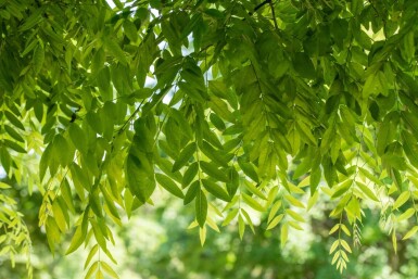 Styphnolobium japonicum Styphnolobium japonicum
