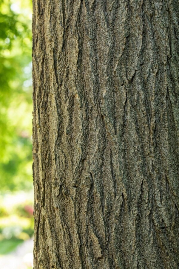 Styphnolobium japonicum Styphnolobium japonicum