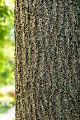 Styphnolobium japonicum Styphnolobium japonicum