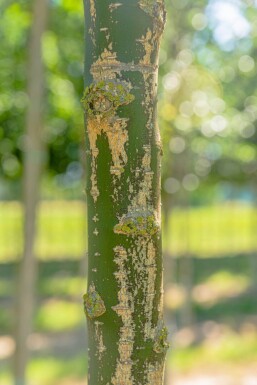 Styphnolobium japonicum HO 10/12 P/K Styphnolobium japonicum Hochstamm 10/12