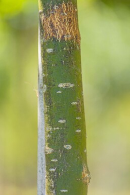 Styphnolobium japonicum 'Regent' hochstamm 14/16