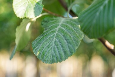 Sorbus aria