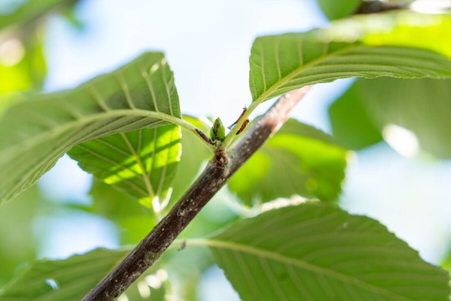 Sorbus aria Sorbus aria
