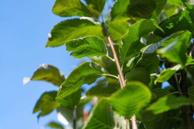 Sorbus aria hochstamm 12/14