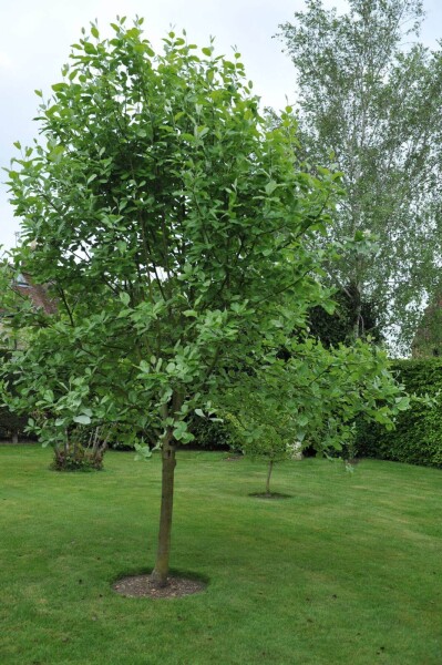 Sorbus aria 'Lutescens' Sorbus aria 'Lutescens'