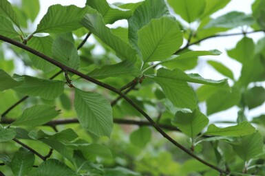 Sorbus aria 'Lutescens'